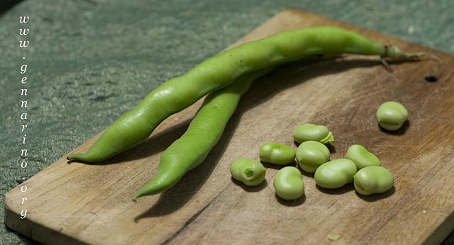 pesto_favem.jpg