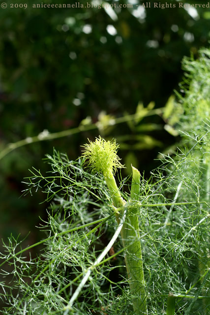 finocchio-germoglio.jpg