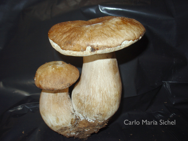 funghi 004a.jpg