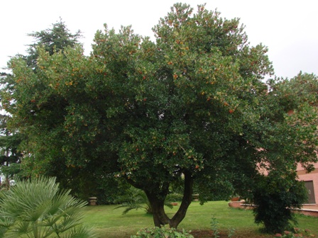 corbezzolo.JPG