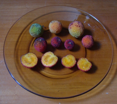 frutti.JPG