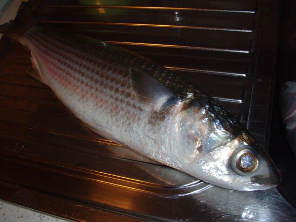 pesce gas 1.jpg