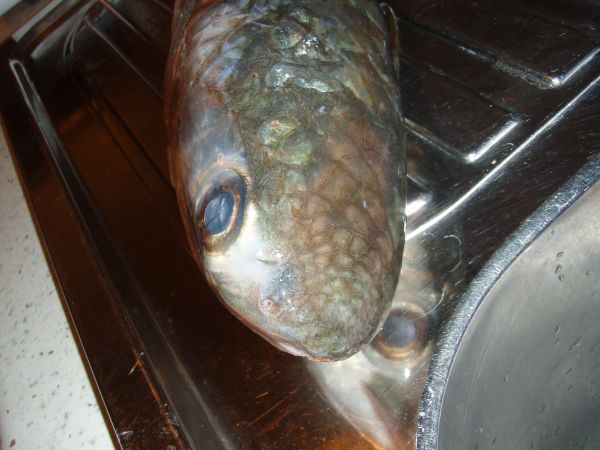 pesce gas 2.jpg