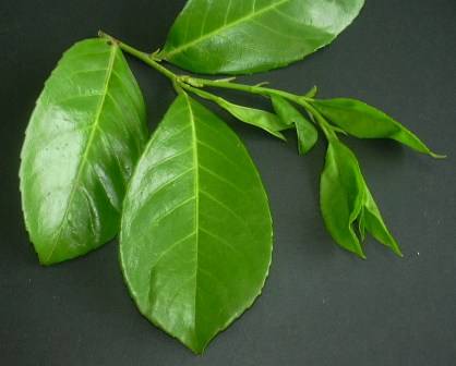 lauroceraso1.jpg