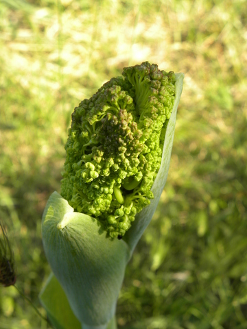 ferula.JPG