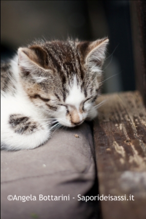 Gattino-dorme+comp.jpg