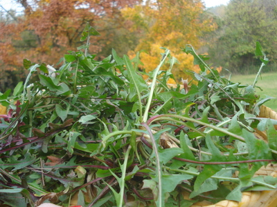 DSC05691-1.JPG