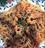 linguine gamberi