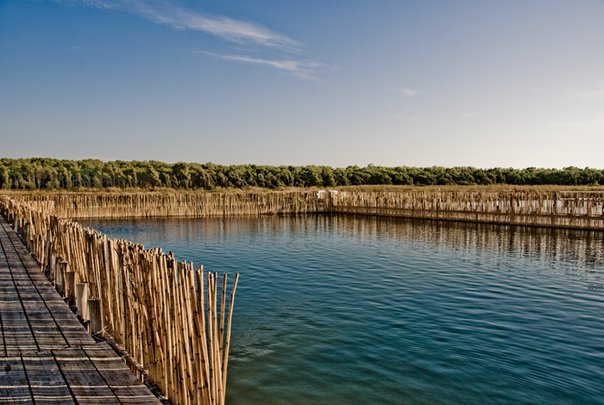 peschiera di Cabras.jpg